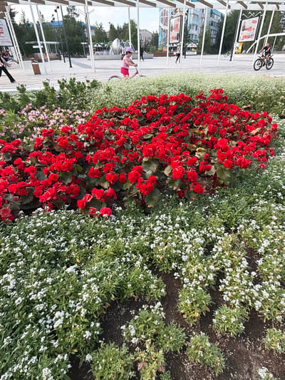 In Noyabrsk, Russia, a vibrant flower bed bursts with color, featuring prominent red begonias and delicate white alyssum. Behind the flowers, a young person in a pink shirt and skirt rides a bicycle, their face obscured. Further in the background, a man on a bicycle with a black shirt and pants rides past a fountain. The scene is set against a backdrop of modern architecture, including white beams supporting canopies and tall buildings with colorful facades, suggesting a public square or park in the city center. The sun casts a soft light on the scene, highlighting the rich colors of the flowers and the activity of the cyclists.