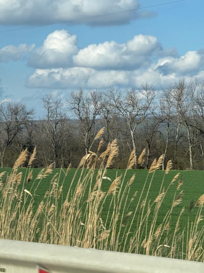 The image presents a view of the landscape from what appears to be a roadside. The sky is partially cloudy with patches of blue visible. A line of bare trees separates the sky from a green field. In the foreground, tall brown reeds are interspersed within the green field, creating a layered effect. A portion of a roadside barrier is visible in the right edge of the frame.
Given the location is specified as Otradnaya, Russia, the vegetation observed and the presence of a roadside barrier suggests a rural or semi-rural setting on the outskirts of, or within, Otradnaya. Without further context, it's impossible to provide a more specific location or details about the actions or interactions depicted. There are no people visible in the scene.
