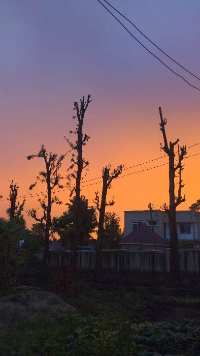 The image depicts a landscape in Longuo 'A', Tanzania, captured during civil twilight. The sky transitions from a deep violet-blue at the zenith to a vibrant orange-yellow at the horizon line. Two dark utility lines are strung horizontally across the upper portion of the sky, with an additional, less continuous line visible lower. In the midground, approximately five to seven tall, deciduous trees with heavily pruned, bare branches are silhouetted against the bright sky. Behind these trees and a low, light-colored concrete perimeter wall, a light-toned, two-story building with several rectangular windows and a distinctive reddish-brown, pyramidal roof section is visible on the right. The foreground consists of dark, uneven earth with scattered low-lying green vegetation and a small mound of dark soil or rock on the far left. No individuals are present in the scene, and no overt actions or interactions are depicted.