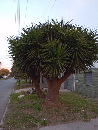 The image depicts a street scene in Tolosa, Argentina, at dusk. The foreground is dominated by a thick, multi-trunked yucca tree with dense, spiky green leaves. To the left of the tree, a paved road runs parallel to the sidewalk, with a few parked cars visible in the distance. Further down the street, more trees with autumnal foliage line the sidewalk. To the right of the yucca tree is a low-rise building with a green, horizontally-ribbed facade and a window with blinds. The sky above is a pale blue, transitioning to a soft orange hue near the horizon, suggesting the time of day is early evening. Overhead, several power lines are strung across the sky. The ground around the tree is covered in patchy grass and some scattered debris. The overall impression is a quiet, residential street in a suburban area.
