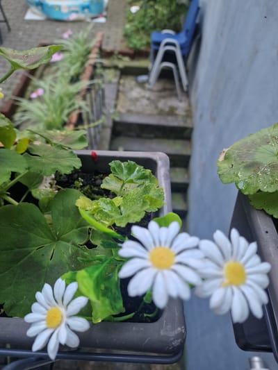 In Saint-Josse-ten-Noode, Sint-Joost-ten-Node, Belgium, this image captures a close-up view of a potted plant on a balcony or ledge. In the foreground, two artificial daisies with white petals and yellow centers are partially visible, with the one on the left being in sharper focus. Behind them, real green leaves, some with water droplets, fill the pot. A dark red bud is also present within the foliage. The background is blurred, showing a hint of a blue plastic kiddie pool, stairs leading down, and stacked blue chairs. The overall scene suggests an outdoor domestic setting.