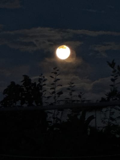 A full moon shines brightly in a dark, cloudy night sky. Silhouetted against the moonlight are the tops of trees and other vegetation, with some darker shapes that could be buildings or larger trees in the foreground. The image captures a serene, natural scene. It is impossible to determine the specific location within Ləcət, Azerbaijan from the visual information provided.