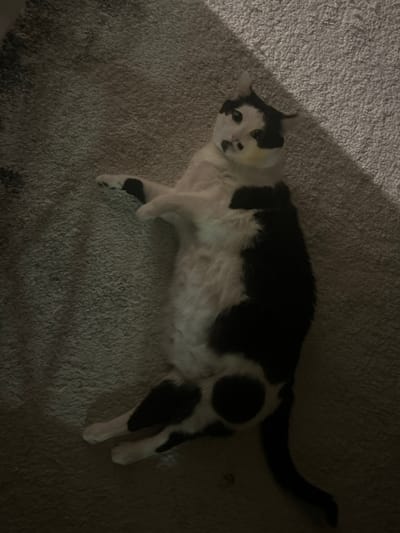 A black and white cat is positioned on its back, centrally within the frame, on a light grey, textured carpet. The cat's belly is exposed, with all four paws visible; the front paws are extended upwards and slightly bent, while the hind legs are tucked towards its body. Its head is slightly tilted, and it looks directly forward. The cat exhibits a white coat with prominent black patches, including a large section covering its back and sides, black markings around its eyes and ears, and a black spot on its nose/upper lip. A faint yellowish discoloration is present on the cat's chin. The environment is dimly lit, with a strong diagonal shadow cast across the carpet from the upper right to the lower left. The setting appears to be an indoor residential space. No visual markers within the image identify the specific city as Blankenberge, Belgium.