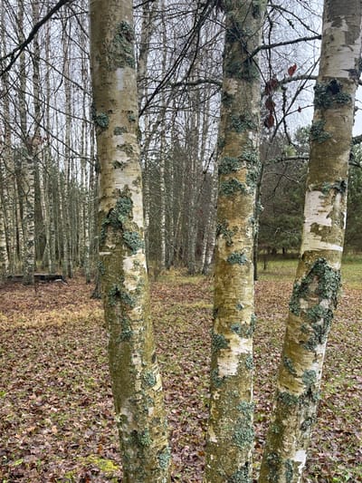The scene displays a woodland environment in Petriškė, Lithuania, during late autumn or early winter. In the immediate foreground, three birch tree trunks, varying in diameter, exhibit characteristic white and pale yellow bark extensively covered with patches of light green lichen. The ground directly beneath them is covered by a dense layer of fallen brown deciduous leaves, intermixed with dry, pale green and brown grasses. In the midground, a dense stand of numerous birch trees with bare, slender branches forms a vertical pattern, extending into the background. A dark, low-lying, elongated object is visible on the leaf-covered ground in the left midground. The distant background reveals additional tree cover, including darker green foliage indicative of coniferous trees alongside deciduous species. The sky is uniformly grey and overcast. No individuals, animals, or observable actions are present within the frame.