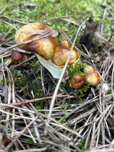In the forest floor of Tyunëvo, Russia, a cluster of small mushrooms, likely of the Suillus genus, emerges from a bed of moss and pine needles. The mushrooms display a range of brown and yellow hues, with some exhibiting a slimy texture on their caps. One larger mushroom has a prominent, translucent veil draped over its cap. The surrounding environment is characterized by dense green moss, dry pine needles, and a few decaying twigs, creating a natural, wild setting. There are no people or animals visible in the image.