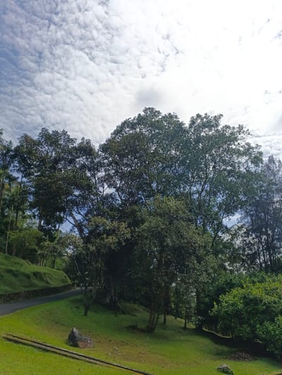 This media file captures a serene outdoor landscape, likely in a park or natural reserve in Ban Pong, Thailand. The dominant subjects are numerous large, leafy trees with dense green canopies, spread across a gently sloping terrain. The foreground features well-maintained green grass, with a few scattered rocks, including a prominent dark gray boulder on the left.

A paved road or path is visible on the left side of the image, winding uphill alongside a grassy embankment, suggesting a pathway through the natural setting. Beyond the road, more trees and lush greenery climb the hillside.

The sky occupies the upper portion of the image, characterized by bright, white, and somewhat wispy clouds against a lighter blue background. The clouds are spread out, creating a textured pattern across the sky.

The scene depicts a tranquil natural environment, devoid of any visible people or animals. The lighting suggests it is daytime, possibly mid-morning or early afternoon, with clear weather that is partly cloudy. The overall impression is one of lushness and peacefulness in a tropical or subtropical climate, consistent with the location context of Ban Pong, Thailand. There is no visible text in the image.