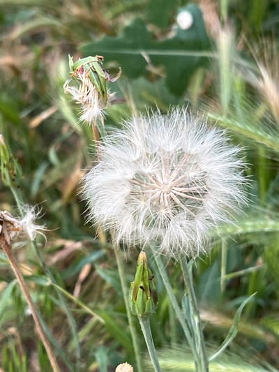 The image shows a close-up of a dandelion seed head in a grassy outdoor environment. The seed head is white and fluffy, with many delicate seeds radiating outwards. In the background, there is green foliage and some dried grass. There are also a few green buds or unopened flowers visible on stalks. The lighting suggests it is daytime, possibly late afternoon or early morning due to the soft light. The scene appears to be a natural setting, likely in a field or garden. The image does not contain any identifiable structures or landmarks that would indicate a specific location within Ленинское сельское поселение, Ukraine, or any other city. There are no people or animals visible in the image.