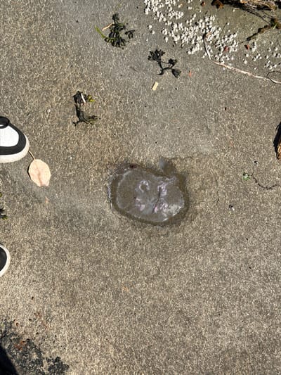 The image depicts a section of a paved surface, possibly a walkway or pier, in the Southern Gulf Islands Electoral Area, Canada. The pavement is a rough, grey concrete with a textured surface. Scattered across it are various natural elements including pieces of dark green seaweed, dry tan leaves, and small white shell fragments.

In the center of the image, there is a small, translucent jellyfish resting in a puddle of water on the pavement. The jellyfish appears somewhat flattened and its internal structure is visible.

To the left of the jellyfish, a single dry, tan leaf lies on the pavement. Further to the left, a portion of a black and white shoe is visible, suggesting a person was present or has walked by. At the bottom left of the image, another part of a similar shoe is visible.

The lighting suggests it is daytime, with sunlight casting shadows and highlighting the textures of the pavement and the objects on it. The overall scene suggests an outdoor environment, likely near the coast, given the presence of seaweed and the jellyfish.