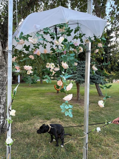 In the city of Lyubimets, Bulgaria, a black dog on a leash, wearing a collar, is being held by a person whose hand is visible on the right. The dog stands on a grassy area with a dirt path visible beneath its paws. The scene is set against a backdrop of trees and greenery. In the background, a building with tables and chairs is partially visible, suggesting an outdoor seating area for a establishment. The image captures a decorative setup featuring a white umbrella adorned with artificial roses and greenery. The umbrella is suspended by chains from a metal frame, which is also decorated with artificial flowers and vines. The overall atmosphere suggests an outdoor event or decoration in a park-like setting.