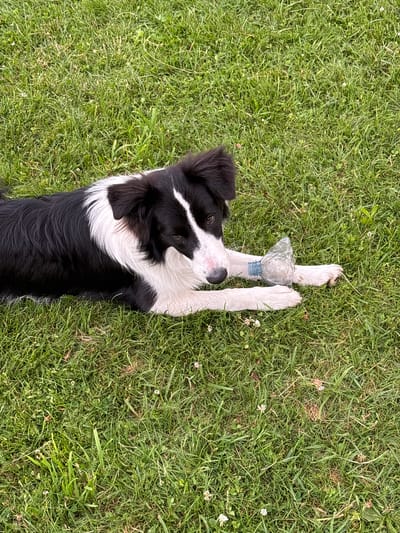 A medium shot captures a black and white border collie lying on a green lawn, its body oriented diagonally from the upper left to the lower right. The dog is resting its head on its paws, with one front paw extended forward and resting on a broken plastic bottle. The dog's fur is a mix of black and white, with a distinctive white blaze on its face and chest. The plastic bottle appears to be clear and is partially filled with a light-colored substance, possibly dirt or sand. The background is entirely composed of lush green grass, with some small white flowers scattered throughout. The lighting suggests it is daytime, and the overall scene depicts a dog in a relaxed pose in an outdoor environment. The specific location in Mārupe, Latvia, cannot be determined from the visual information provided in the image.