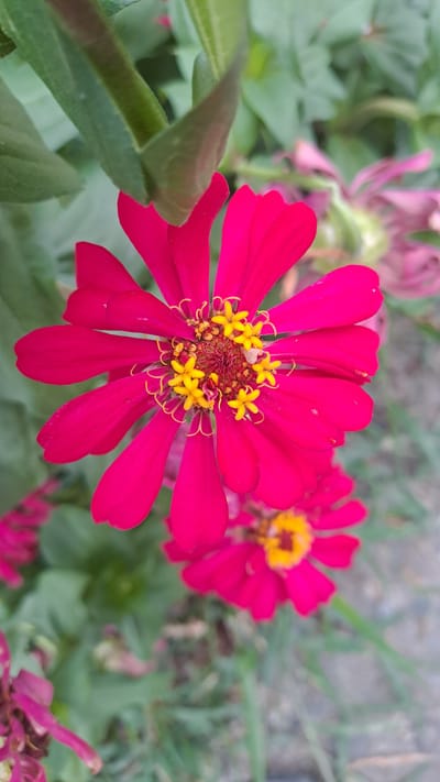 A close-up shot captures a vibrant pink zinnia flower in bloom, its petals radiating outwards from a central cluster of yellow stamens. The flower is in focus, with its delicate textures and bright colors sharply defined. Behind the main subject, other flowers and green foliage create a soft, blurred background, suggesting a garden setting. The overall impression is one of natural beauty and growth, likely found in a residential or public garden space within Cottarum Tunong, Indonesia.