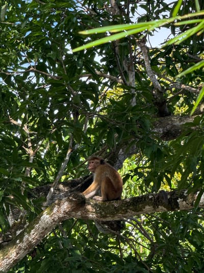 This media file depicts a monkey clinging to a tree trunk amidst dense foliage. The monkey, with its light brown fur and pinkish face, is positioned on the right side of the frame, nestled against the rough bark. Its body is partially obscured by branches and leaves, but its head and front limbs are clearly visible. The monkey appears to be in a relaxed posture, looking downwards.

The scene is set in a lush, green environment, characteristic of a tropical location. The sunlight filters through the leaves, creating dappled patterns on the tree and its surroundings, suggesting it is daytime, likely morning or afternoon. The leaves are a vibrant green, with some appearing yellowish, indicating they might be mature or catching sunlight. The tree trunk is thick and textured, with patches of moss or lichen, adding to the natural feel of the environment. Several branches extend throughout the frame, some bare and others adorned with leaves.

The overall impression is one of a natural habitat where the monkey is at ease. There are no people or man-made objects visible in the image. The presence of abundant greenery and the monkey's natural behavior suggest a wildlife setting. The location context of Arachikanda, Sri Lanka, reinforces this interpretation, pointing towards a natural landscape in that region. No text is visible in the image. The weather appears to be clear, with bright sunlight contributing to the scene's ambiance.