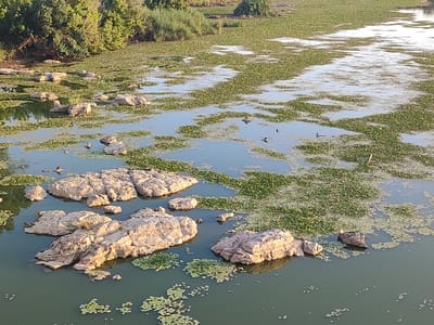 The image shows a natural scene of a body of water, possibly a river or marshland, with numerous rocks protruding from the water. The water is covered with a dense carpet of green aquatic plants, likely water lilies or similar vegetation. Several ducks are visible swimming in the clearings between the plants and near the rocks. The background features lush green trees and vegetation along the bank. The scene appears peaceful and undisturbed, likely in a natural setting rather than an urban park. There is no indication of the city of Badajoz, Spain within the image itself.