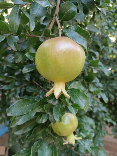 A close-up, vertical shot showcases a young, pale green pomegranate fruit hanging from a branch of a pomegranate tree. The fruit is slightly oval, with a distinctive crown of sepals at its base. It appears to be unripe, judging by its color and firmness. The background is filled with lush, dark green leaves, some of which are slightly out of focus, suggesting a shallow depth of field. Sunlight filters through the foliage, creating soft highlights and a dappled effect. A second, smaller pomegranate is visible below and to the right of the main fruit. The image appears to have been taken outdoors in a natural setting. The location is identified as a pomegranate tree in the city of Dangir, Uzbekistan.