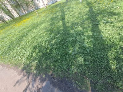 The image shows a patch of green grass with numerous dandelions growing in it. The grass and dandelions stretch from the lower right corner of the frame towards the upper left, where a multi-story building is partially visible. Shadows of trees are cast across the lawn. The lower left corner shows a section of paved ground. The location is assumed to be within the city of Yegoryevsk, Russia, based on the prompt.
