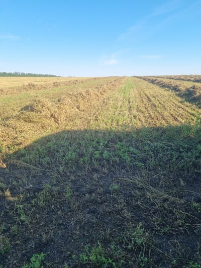 The image depicts a freshly harvested field under a clear blue sky with a few wispy clouds. The field is primarily composed of rows of cut crops, appearing as golden-brown stubble and dried vegetation. In the foreground, there is a patch of dark, damp soil with sparse green vegetation growing, casting a prominent shadow from an unseen object to the left. The agricultural landscape stretches towards the horizon, where a line of trees is visible. The scene is set in the city of Dobrevo, Bulgaria.
