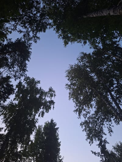 An upward-facing shot captures the canopy of trees against a clear, pale blue sky. The perspective is from beneath the trees, looking towards the sky. The foliage is dense, with the leaves of deciduous trees silhouetted against the lighter sky. Among the deciduous trees, there are also pine trees visible. The scene appears to be in a natural or park-like setting, possibly on the outskirts of Атамановка, Russia. There are no people or specific human activities depicted. The image conveys a sense of looking up through a forest.