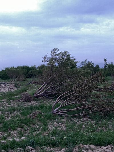 The image presents a somber rural landscape in Qila Saifullah, Pakistan, depicting the aftermath of what appears to be a significant natural disturbance. The foreground and midground are dominated by several trees that have been uprooted and toppled, their thick, gnarled trunks and extensive root systems now exposed to the air. Their branches, some still bearing green leaves and others appearing sparser, are splayed across the ground.

The terrain is uneven and rocky, covered in patches of dry, cracked earth interspersed with sparse green grass and low-growing weeds. In the background, a dense line of trees or shrubs forms a dark green horizon, with the faint, hazy outlines of distant hills or mountains visible beneath the overcast sky.

The sky is a muted, cloudy expanse of light blue and grey, suggesting either an early morning or late afternoon on an overcast day. The diffused light creates a soft, even illumination without harsh shadows, contributing to the quiet, almost desolate atmosphere of the scene. There are no people, animals, or visible text in the photograph. The overall impression is one of environmental damage or devastation, likely caused by strong winds or a storm that has left the trees fallen.
