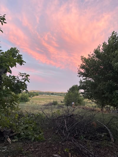 The image depicts a natural landscape under a sky filled with wispy pink and lavender clouds, suggesting either sunrise or sunset. In the foreground and midground, dense foliage and branches of trees create a sense of a rural or wild setting. The camera is oriented vertically, so the scene appears rotated.

In the mid-distance, a person is visible, standing or crouching amongst the trees, wearing a white shirt. This figure is a focal point within the wider landscape. The background reveals rolling hills and fields, indicative of a rural area, possibly agricultural land. The overall impression is one of tranquility and natural beauty, with the soft hues of the sky contributing to a peaceful and perhaps contemplative mood. The location is identified as Жібек жолы ауылдық округі, Kazakhstan.