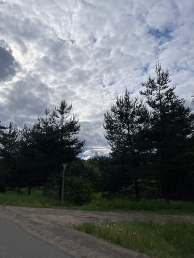 The image depicts a road lined with trees under a cloudy sky. A traffic sign is visible on the side of the road. The environment consists of a road, a grassy area, and a row of trees. It is daytime. The photo was possibly taken in the city of Semyonovskoye, Russia, based on the request.