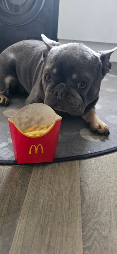 In Oswestry, United Kingdom, a blue-grey French Bulldog is positioned on a dark grey circular rug with lighter grey circular patterns. The dog lies on its belly, with its front paws extended forward and its head slightly lowered, directed towards a red McDonald's french fry container. The container, featuring a yellow "M" logo, holds a small quantity of golden-brown french fries, and its interior shows grease residue. The dog's ears are erect, and its eyes are focused directly on the fries. The rug rests on a light brown wood-effect laminate floor. In the blurred background, a dark, vertical rectangular object, possibly an appliance, is visible to the upper left, adjacent to a light-colored wall.