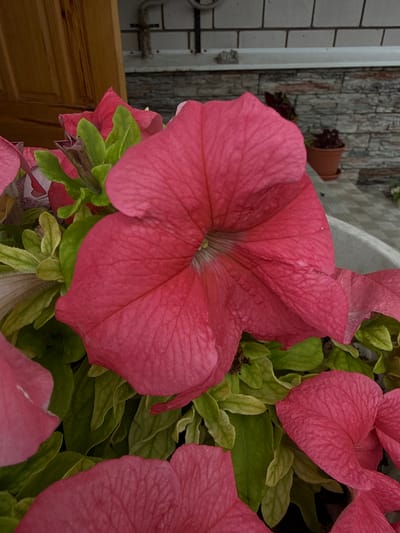 A close-up, eye-level, medium shot captures a cluster of bright pink petunias in Yakshur-Bod'ya, Russia. The focal point is a large, fully bloomed petunia flower in the center, its delicate, velvety petals unfurling outwards. Behind and around it, several other petunia flowers and their vibrant green leaves fill the frame. The background is softly blurred, suggesting a shallow depth of field, but hints at a domestic setting with a wooden door on the left and a brick wall with horizontal siding on the right. A small terracotta pot with a dark plant is visible in the distance, and a white planter edge can be seen at the bottom right. The lighting is natural and appears to be diffused, illuminating the textures and colors of the flowers and foliage.
