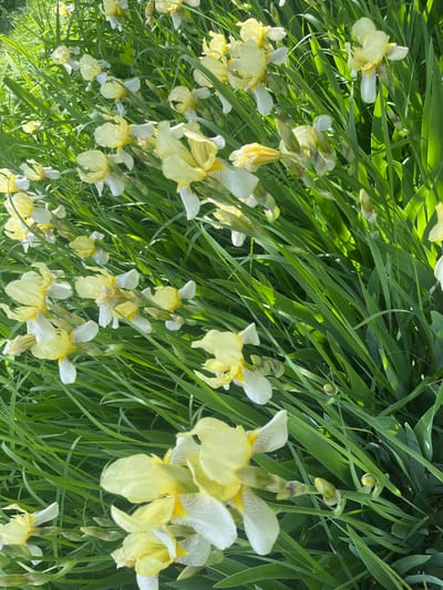 This media file, captured in Новая Тура, Russia, displays a vibrant, dense cluster of irises in bloom and bud. The image is rotated 90 degrees, with the plants appearing to extend diagonally across the frame.
The dominant subjects are numerous iris flowers, characterized by their light yellow petals, often accented with white or faint purple striations and deeper yellow centers. Many of these flowers are fully open, showcasing their delicate structure, while others are still in various stages of budding. The flowers are interspersed with abundant, long, sword-like green leaves, which form a lush backdrop.
The scene is brightly illuminated by natural daylight, indicating a sunny day. Direct sunlight creates luminous highlights on some of the leaves and petals, contrasting with shadowed areas and adding depth to the foliage. No human activity or specific event is taking place; the image captures a moment of natural floral beauty. No text is visible within the frame.