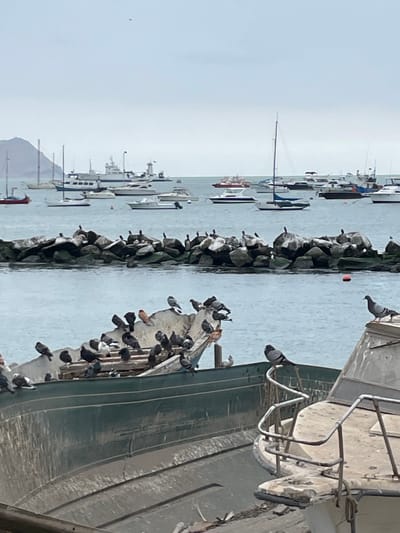 This image depicts a harbor scene in Callao, Peru. In the foreground, a partially submerged or beached boat is visible, its weathered green hull taking up a significant portion of the lower frame. A flock of pigeons is gathered on the deck and edge of this boat, with several more pigeons perched on nearby wooden structures and railings. Another boat, partially visible on the right, has a railing system and appears to be in a similar state of disrepair, with a single pigeon perched on its railing.
In the middle ground, a rocky breakwater is present, also populated by numerous pigeons. Beyond the breakwater, the water is calm, and a variety of boats are anchored or moored. These include several white yachts and smaller recreational boats, as well as larger vessels further in the background. A distant, mountainous landmass is visible on the left horizon, and the sky is overcast. The overall impression is of a working harbor, perhaps with some older or disused vessels present, and a notable presence of urban wildlife.