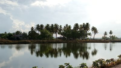 The image shows a serene body of water reflecting a line of palm trees and some scattered buildings under a cloudy sky. The foreground is dominated by the calm water, its surface disturbed only by subtle ripples. Along the far bank, a dense cluster of palm trees stands tall, interspersed with a few other leafy trees. Several small, simple structures, likely houses or sheds, are visible behind the trees, partially obscured by the foliage. The sky above is a mix of bright white clouds and areas of pale blue, suggesting either dawn or dusk. The overall impression is one of a peaceful, rural landscape, possibly a fish farm or pond in a coastal or tropical region of Pasi ie Leubeue, Indonesia.