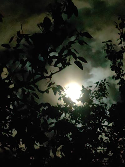 The image presents a nocturnal outdoor scene, likely captured in Slatina, Bulgaria, showcasing a bright moon partially obscured by tree foliage and clouds. The dominant elements are the dark silhouettes of numerous tree branches and leaves, creating an intricate pattern against the luminous night sky.
A brilliant, diffuse light source, strongly indicative of the moon, shines brightly from the center-right of the frame, piercing through layers of clouds. The moon's intense light illuminates the edges of some leaves and branches, giving them a subtle glow, while the surrounding foliage remains a stark, dark silhouette. The sky around the light source is filled with visible cloud formations, which scatter the moonlight, creating a soft, ethereal glow. The clouds appear to have a slightly textured or grainy quality, possibly due to low-light conditions or atmospheric effects.
There are no people, man-made objects, or discernable activities taking place, emphasizing the natural, serene, yet somewhat mysterious atmosphere of a moonlit night. The overall impression is one of peaceful solitude. No visible text is present in the media file.