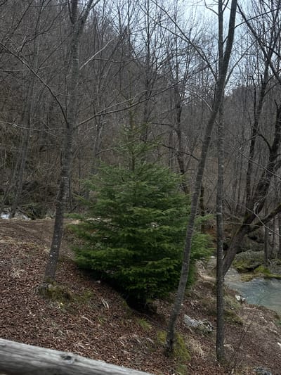 The scene is a forested landscape in Cajetina Municipality, Serbia. A prominent, conical evergreen tree with dense green foliage stands slightly left of the image center, approximately 3-4 meters in height. Surrounding and behind the evergreen are numerous deciduous trees with bare branches, forming a dense, leafless canopy that dominates the background. The ground in the foreground and midground is covered by a thick layer of brown fallen leaves, intermingled with patches of dried grasses and exposed soil. The terrain slopes downwards towards the right. A narrow, clear stream, exhibiting light blue-green water, flows from the upper left towards the lower right, passing over and around moss-covered rocks. A small cascade or series of rapids is visible in the stream in the upper left section. A weathered, horizontally oriented wooden railing is partially visible in the lower left corner of the frame. The sky, visible through the bare tree branches, appears uniformly overcast. No human figures or discernible animal life are present.