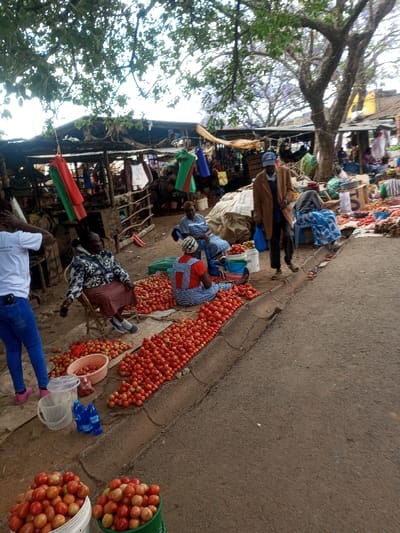 The image displays an active outdoor market scene in Tala ward, Kenya, under significant tree canopy. The ground consists of both unpaved dirt and an asphalt road with a concrete curb along the right.

In the foreground and mid-ground, large quantities of red tomatoes are prominently displayed for sale, arranged in piles directly on the ground and contained within white and green plastic buckets.

Several individuals are present:
*   An adult female, wearing a patterned long-sleeved top and dark skirt, is seated on a wooden chair on the left, holding a dark object in her right hand.
*   Adjacent to her, another adult female, wearing a striped dress and head covering, is seated on the ground, tending to tomatoes.
*   To the right of the seated females, an adult male in a brown jacket, dark trousers, and blue cap walks from left to right, carrying a blue plastic bag.
*   Behind him, another adult female, wearing a light blue dress, is seated on a blue container.
*   A person in a white t-shirt and blue jeans stands on the far left, partially visible.

The background features several rudimentary market stalls with wooden frames, corrugated metal roofs, and tarpaulin coverings. Various goods, including draped clothing (red, green, blue fabrics) and other produce, are visible within these stalls. Large trees with green and some purple foliage (possibly Jacaranda) provide natural shade over parts of the market.