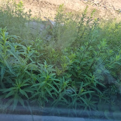 The image depicts a close-up view of lush, green vegetation growing in an outdoor environment. The plants are dense and varied, with some having broad, elongated leaves and others with delicate, feathery foliage. The ground behind the plants is visible, appearing to be a mix of sandy soil and rougher terrain with some scattered rocks. A small, triangular object, possibly a piece of wood or debris, is partially visible among the plants. The lighting suggests it is daytime, with sunlight illuminating the scene, creating highlights and shadows on the foliage. The overall impression is one of untamed nature, possibly in a less manicured area. There are no people, animals, or man-made structures readily apparent beyond the possible debris.