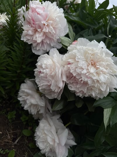 A cluster of white peonies with touches of pink is in full bloom, their petals adorned with water droplets. The flowers are set against a backdrop of dark green foliage, which appears damp. In the foreground, the dark soil is visible, with dry grass and small green shoots. A small dark insect is present on the petals of one of the peonies. The image appears to be a close-up shot of a flower bed, likely in a garden. The location is Yakshur-Bod'ya, Russia.