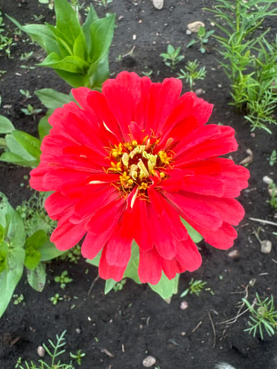 A bright red zinnia flower is in full bloom, its petals unfurling towards the viewer. The center of the flower reveals a cluster of yellow stamens tipped with pollen. Lush green leaves surround the base of the bloom, providing a verdant contrast to the vibrant red. The flower is set against a dark, earthy background of soil, speckled with small stones and sparse green weeds. The scene appears to be an outdoor garden or park setting, likely in Maksimovshchina, Russia. There are no people or animals present in the image.