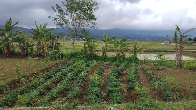 This image captures a vibrant agricultural landscape in Kecamatan Panjalu, Indonesia, under an overcast sky. The scene is dominated by various forms of cultivation, showcasing a mix of crops and natural vegetation.

In the foreground, several neat rows of small, leafy green plants grow in tilled brown soil, suggesting a garden or a small farm plot, possibly for vegetables or legumes like peanuts. To the left and right of this plot, patches of wilder green foliage are visible.

The midground features a cluster of banana trees with broad green leaves, some appearing to bear fruit. Beyond these trees, expansive rice paddies stretch into the distance. Some paddies are filled with water, reflecting the sky, while others show young green rice shoots. Scattered among the rice fields are a few single trees and what appears to be a small, light-colored building with a roof on the right side of the midground.

In the background, a range of mountains rises, partially obscured by clouds or atmospheric haze, blending into the grey, cloudy sky above. A tall, leafy tree stands prominently in the center-left of the midground, contrasting with the shorter banana plants.

The weather is cloudy, indicating an overcast day, and the natural light suggests it is daytime. No people or specific activities are explicitly visible, but the well-maintained fields imply ongoing agricultural work. There is no visible text in the image. The overall impression is one of a serene and productive rural environment.