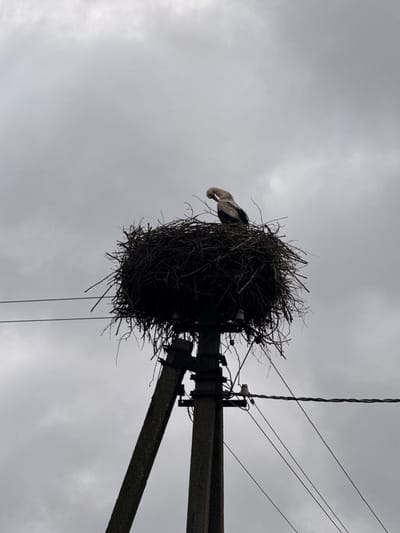 In Aukštieji Rusokai, Lithuania, a lone white and black stork is perched on a large, intricately constructed nest of twigs. The nest is situated atop a utilitarian concrete utility pole. The sky above is overcast and grey, with visible clouds. Several electrical wires are suspended from the pole, crossing diagonally through the frame. The stork is hunched over, with its head tucked down, appearing to be preening or resting. The overall scene is stark and naturalistic, set against a muted, cloudy sky.