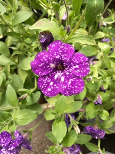 A close-up, top-down view captures a vibrant purple petunia flower with white speckles, set against a backdrop of lush green foliage. The petunia, centrally positioned, displays five distinct petals, each adorned with numerous small, irregular white dots. The flower's center is a deep, dark hue, suggesting the pistil and stamen. Surrounding the prominent bloom are other unopened or partially opened purple petunias and numerous soft green leaves. The lighting suggests an outdoor setting, possibly a garden or park, with a natural, diffused light illuminating the scene. The image does not contain any elements that would place it specifically within the city of Aramil, Russia.