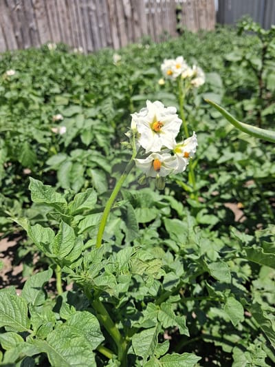 This media file is a close-up, eye-level shot of several white potato flowers with yellow centers, blooming on a potato plant. The plant is lush and green, with numerous leaves, some of which show signs of damage or disease. A wooden pathway or deck is visible on the left side of the frame, blurred by the shallow depth of field. The background consists of more green potato plants and foliage, creating a natural, garden setting. The lighting suggests it is daytime, with bright sunlight casting shadows. The overall scene conveys a sense of growth and the natural cycle of a garden. There is no visible text in the image. The location context provided is Krolevets, Ukraine.