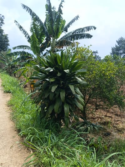 A vibrant tropical scene showcases lush greenery. A stout Dracaena plant stands prominently, its broad leaves a deep green. Towering above, banana trees display their iconic, arching foliage. A narrow concrete path edges the scene, bordered by tall, verdant grass. Behind the Dracaena, a small citrus tree adds texture. Bare soil reveals cultivated rows in the background. A blue sky peeks through the dense canopy, lending a bright contrast to the rich vegetation.