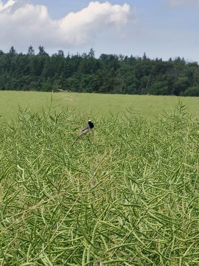 A bird is perched on a stalk of plants in a field. The bird is small and black and white. It has a long tail. The plants are green and have long seed pods. In the background, there is a line of trees. The sky is blue with some white clouds. The image was taken in Sebbeterode, Germany.