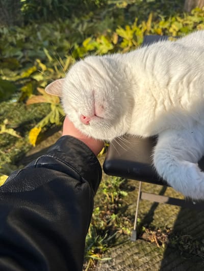 A white domestic cat is depicted in close-up, resting outdoors in Montepulciano, Italy. The cat, oriented horizontally across the upper right, has its eyes closed and its pink nose visible. Its head is gently cradled by a human hand, which extends from the lower left of the frame. The human's forearm is covered by a black leather jacket sleeve, exhibiting minor creases. The cat's body, primarily its torso and hindquarters, rests on a dark, padded surface, identifiable as a chair or bench seat, with a thin, grey metal support leg visible beneath it. The background consists of out-of-focus green and yellow foliage, illuminated by direct sunlight, which casts strong highlights on the cat's fur and the surrounding vegetation.
