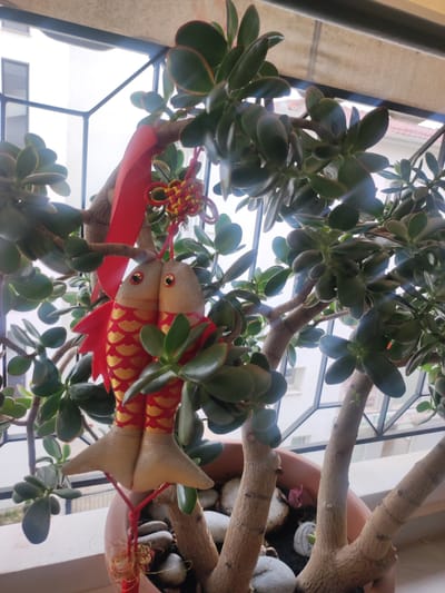 The image shows a close-up view of a potted jade plant with a red fabric fish ornament hanging from one of its branches. The fish ornament is intricately decorated with gold scales and has red fins. A red ribbon and a red and gold decorative knot are also attached to the branch above the fish. The plant is in a terracotta pot filled with dark soil and smooth gray stones. In the background, a metal grate is visible, along with glimpses of buildings and a balcony, suggesting an outdoor or semi-outdoor setting. The lighting indicates daylight. The plant appears healthy with numerous thick, green, oval-shaped leaves. The overall scene is likely part of a home or garden decoration, potentially for a festive occasion given the auspicious symbolism of the fish and the colors used. This image was taken at a residence in the city of Trikala, Greece.