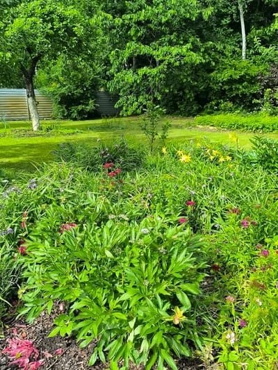 The image depicts a lush, overgrown garden in Žiaukos, Lithuania, during daylight. The foreground is dominated by dense green foliage and various flowers, including large peony plants with broad leaves and some blooming peonies in shades of pink and red. Interspersed are smaller flowers in pink, purple, and yellow. Tall, grass-like plants form a thick layer throughout the garden. In the midground, several bright yellow lilies are visible, along with more scattered red and purple flowers.
Behind the garden, a neatly mowed green lawn stretches towards a dense backdrop of mature trees with vibrant green leaves. A light-colored, corrugated metal fence runs along the left side of the lawn and extends into the background, partially obscured by trees. A single tree with a greyish trunk and light green leaves stands on the left side of the lawn. The overall impression is of a natural, somewhat wild garden setting, possibly a backyard or a park area. No people or animals are present in the image.