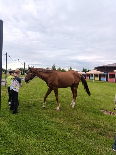 The image captures an outdoor scene at what appears to be a rural or recreational facility. In the foreground, a young brown horse with white socks is grazing on a lush green lawn. The horse is wearing a bridle. Two young boys are standing to the left of the horse, seemingly interacting with it. The boy on the left is wearing a bright green t-shirt and black pants, holding a thin stick. The boy on the right is wearing a t-shirt with colorful text and black pants.
In the background, there are several colorful, open-sided structures with light-colored roofs, reminiscent of gazebos or small stalls, lined up along a path. Behind these structures, a darker building with a brown roof is visible, along with scattered trees. String lights are hung on poles in the middle ground, suggesting an area designed for gatherings or events. The sky is overcast with gray clouds, indicating a cloudy or potentially damp day. The overall setting appears to be a well-maintained outdoor space, possibly a farm, stable, or park.
The text on the t-shirt of the boy on the right is partially visible and appears to say "GO BOOM HERO". The time of day is unclear due to the overcast sky, but it is likely daytime. The mood of the image is calm and serene, focusing on the interaction between the children and the horse within this pleasant, albeit cloudy, outdoor environment. The location is identified as Ivanovskoe, Russia.