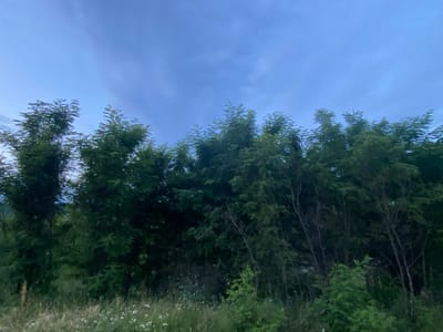 The image depicts a dense line of trees with lush green foliage, set against a cloudy blue sky. The lower portion of the image shows a grassy area with scattered white wildflowers. The lighting suggests it is either dawn or dusk. The scene appears to be an outdoor natural environment, possibly a park or a roadside, located in the city of Horodca, Moldova. There are no people or animals visible in the image, and no specific actions or interactions are occurring. The environment is characterized by the natural elements of trees, grass, wildflowers, and sky.
