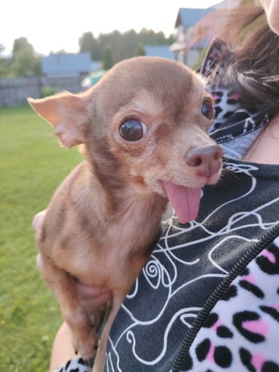 A close-up, waist-up shot captures a small, tan chihuahua being held in a person's arms outdoors. The dog is positioned in the lower left quadrant of the frame, facing right with its head tilted upwards. Its large, dark eyes are wide and curious, and its pink tongue is protruding from its mouth in a playful manner. The dog's ears are perked, one slightly flopped. The person holding the dog is wearing a black garment with a white abstract swirl pattern and a section of pink and black leopard print. The background is softly blurred, showing a grassy lawn, a few buildings with blue roofs, and trees under a bright, overcast sky. The scene appears to be in a residential outdoor setting, possibly a backyard in Soivolovskaya, Russia, given the architectural style of the buildings and the vegetation. The lighting suggests it is daytime, likely late afternoon or early morning due to the soft light and potential for shadows.