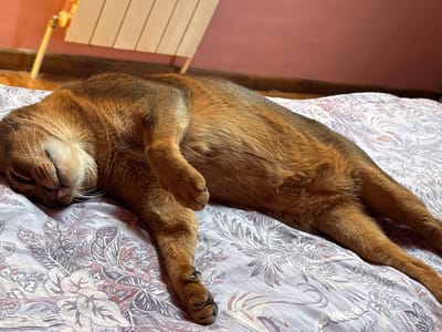 In Obukhiv, Ukraine, an Abyssinian cat is asleep on a bed with a floral patterned duvet. The cat, with its characteristic tawny coat, is lying on its side with its eyes closed and its legs extended. Sunlight streams in from the left, illuminating the cat's fur and the textured wallpaper of the room behind it. A radiator is visible in the background.