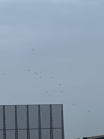 A flock of birds is captured in flight against a pale, overcast sky, with a large, dark, netted structure dominating the lower portion of the frame. The birds, appearing as small dark silhouettes, are scattered across the sky, with some grouped together and others flying individually. The netted structure, possibly a sports net or a safety barrier, is metallic and appears to be quite tall. The overall scene suggests an outdoor environment, likely in an urban or semi-urban setting in Uribia, Colombia, given the typical weather and infrastructure seen in the region. The image is shot from a low angle, looking upwards towards the sky and the birds.