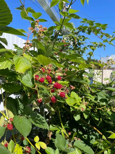The image depicts a close-up view of a blackberry bush laden with ripe, red berries. The bush is dense with green leaves and thorny stems, some of which are supported by a silver metallic structure that appears to be part of a greenhouse or similar agricultural setup. In the background, a white fence is visible to the left, and a building with a light-colored facade and arched openings is partially visible to the right. The sky is a clear, bright blue. The scene is set outdoors under sunlight, suggesting a warm, sunny day. The location is identified as Gazoprovod, Russia. There are no people or animals present in the image.
